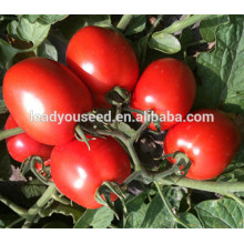 MT04 Xiao ovale form rot f1 hybrid tomaten samen für verkäufe